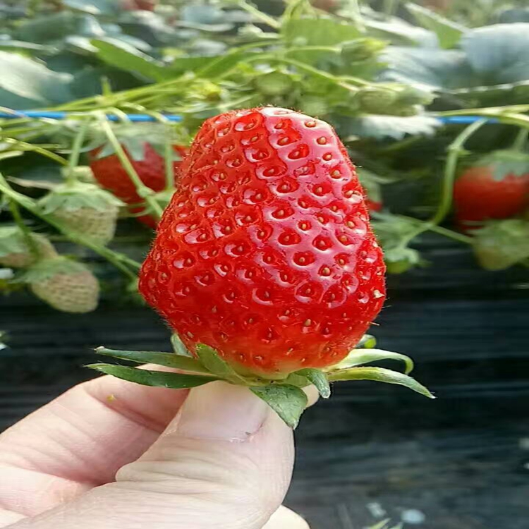 卡尔特草莓苗亩产耐寒抗冻草莓苗草莓苗生产厂家