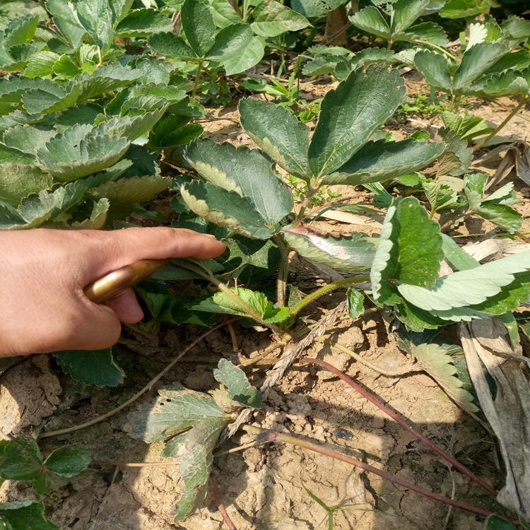 草莓苗施肥玉树藏族自治州草莓苗草莓苗几月份栽