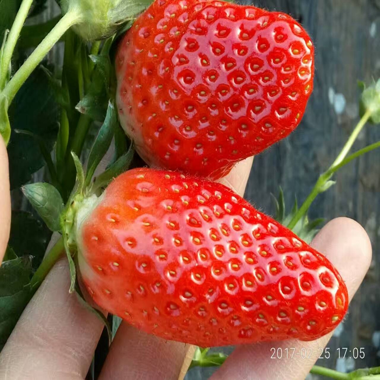 卡麦罗莎草莓苗批发全草莓苗价格,草莓苗门市价