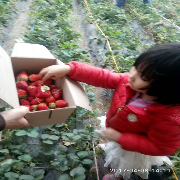 草莓苗施肥玉树藏族自治州草莓苗草莓苗几月份栽