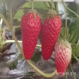 卡尔特草莓苗亩产耐寒抗冻草莓苗草莓苗生产厂家图片1