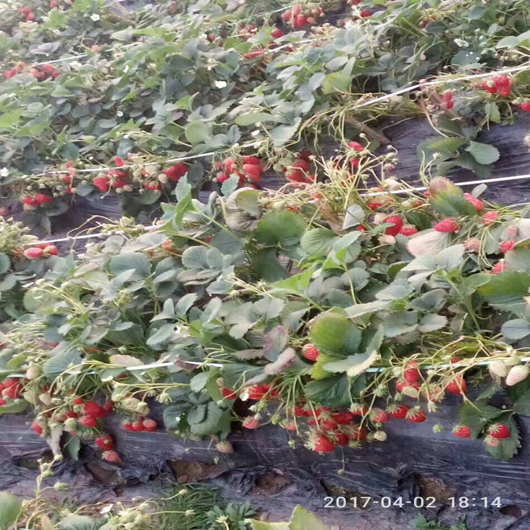 甘露草莓苗基地当年结果草莓苗3草莓苗厂家批发