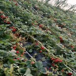 卡尔特草莓苗亩产耐寒抗冻草莓苗草莓苗生产厂家图片2