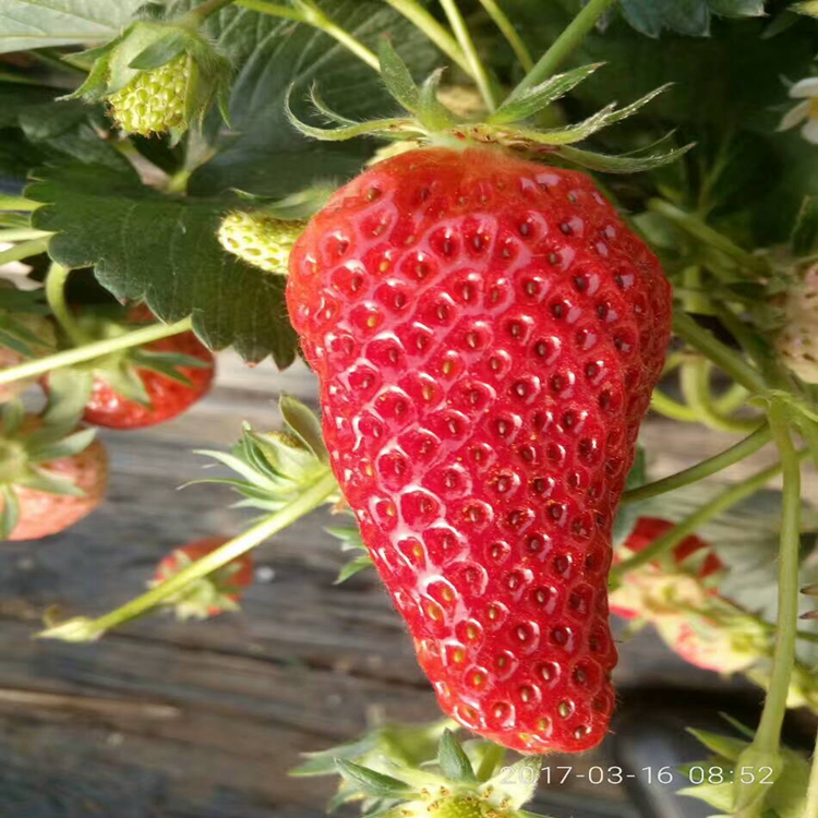 草莓苗什么味宁波市草莓苗草莓苗价值