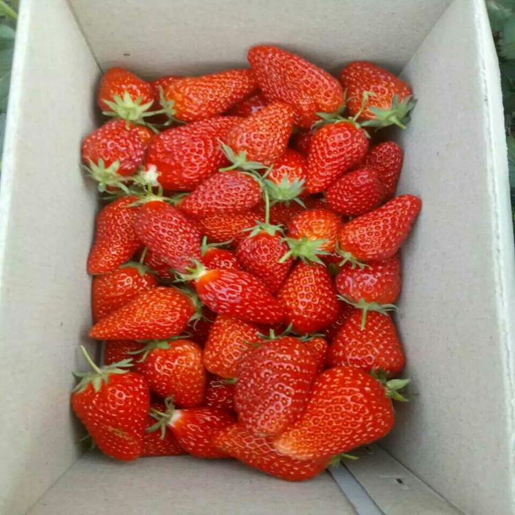 千禧红草莓苗种植草莓苗经销商,草莓苗哪家买