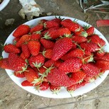 卡尔特草莓苗亩产耐寒抗冻草莓苗草莓苗生产厂家图片4