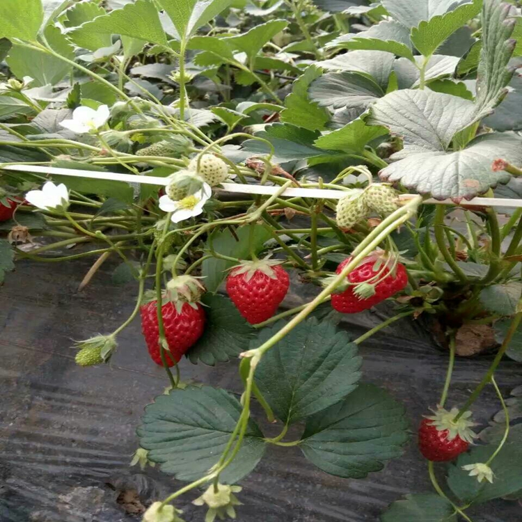 石莓7号草莓苗价格草莓苗基地草莓苗批发商