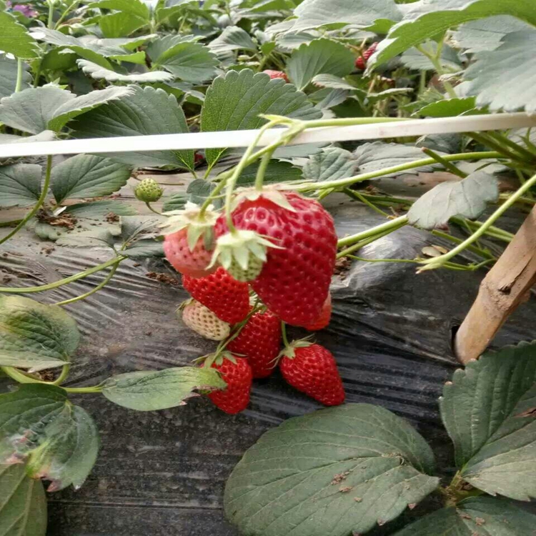 卡尔特草莓苗亩产耐寒抗冻草莓苗草莓苗生产厂家