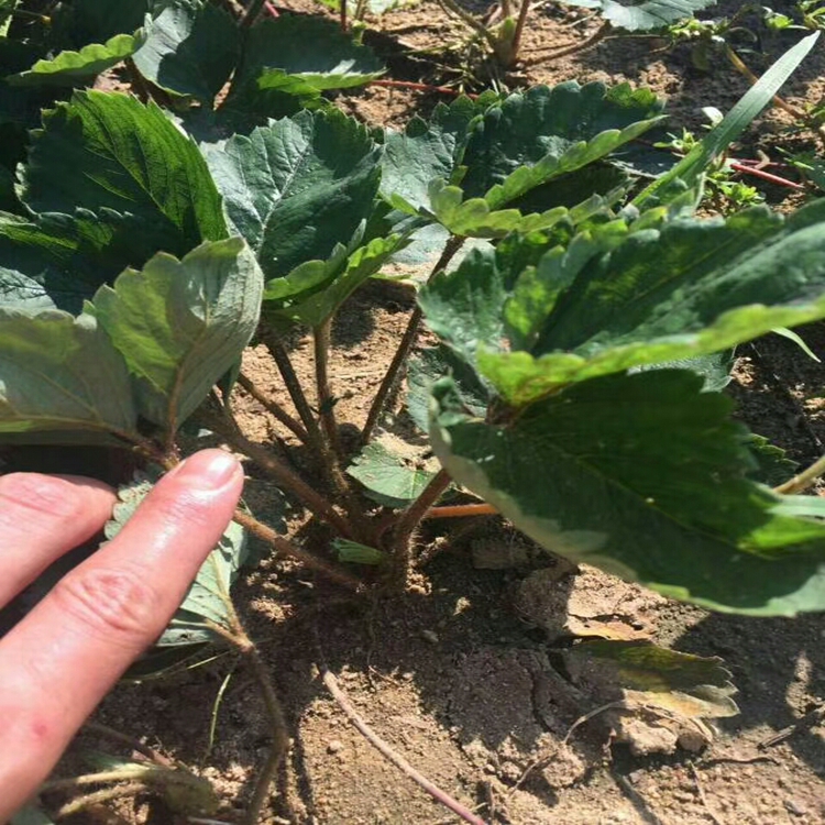 甘露草莓苗基地当年结果草莓苗3草莓苗厂家批发