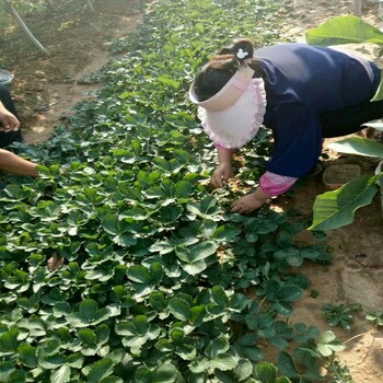 怎么栽植草莓苗衡水市草莓苗草莓苗开花、