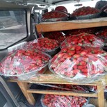 卡尔特草莓苗亩产耐寒抗冻草莓苗草莓苗生产厂家图片5