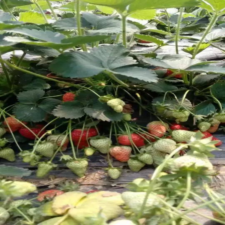 怎么栽植草莓苗衡水市草莓苗草莓苗开花、