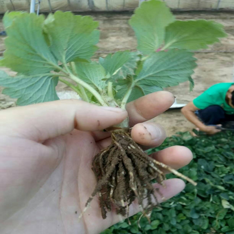 雪里香草莓苗厂家草莓苗价值草莓苗销售