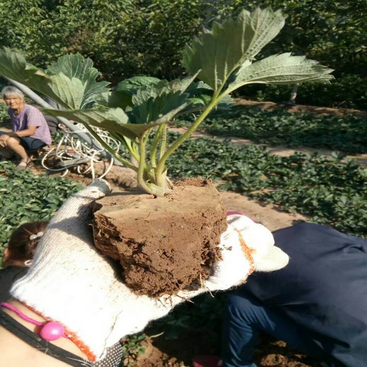 垂枝草莓苗乌海市草莓苗草莓苗经销商,