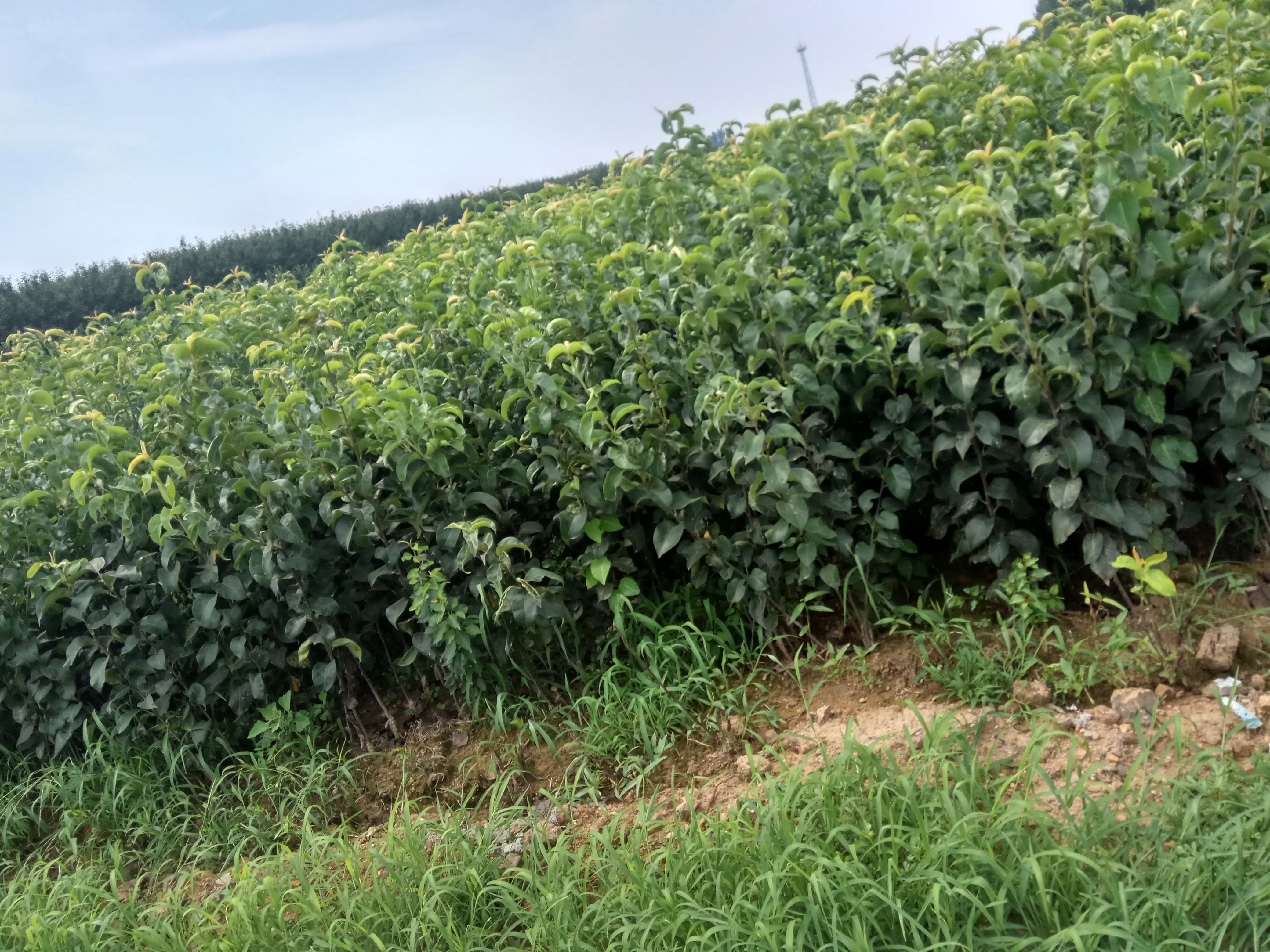 改则县单瓣樱花苗大山樱种植基地