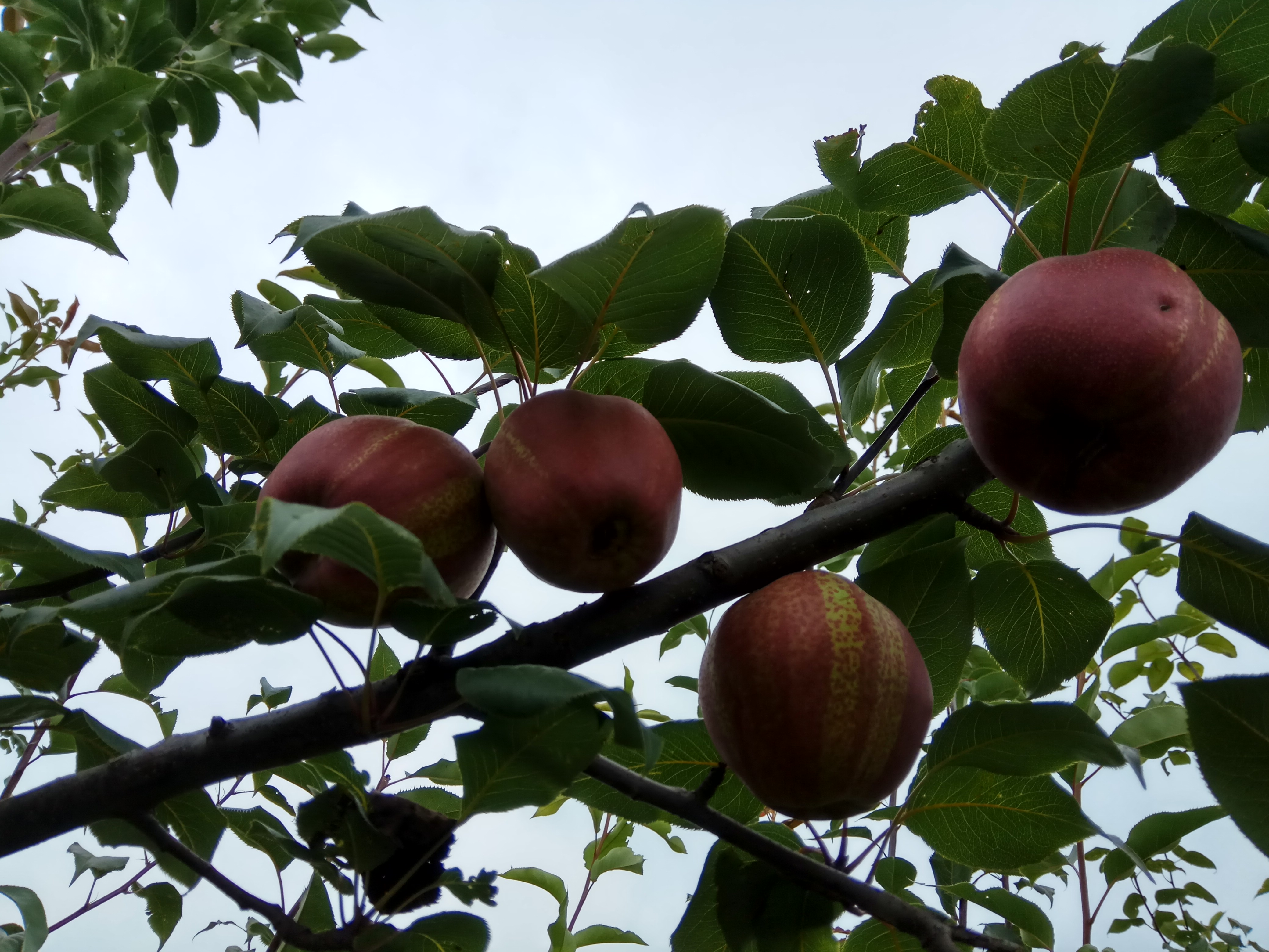 早红考密斯梨苗成熟早8梨苗丰水梨苗