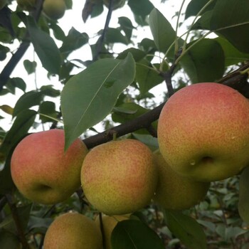 大果水晶梨苗日韩梨苗信息介绍怎么栽植梨苗信息