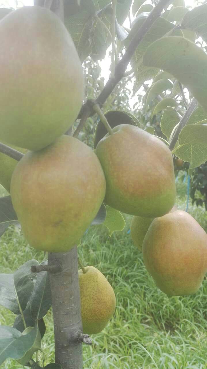 海沧区香蜜梨苗丰产树形新梨七号梨苗结果