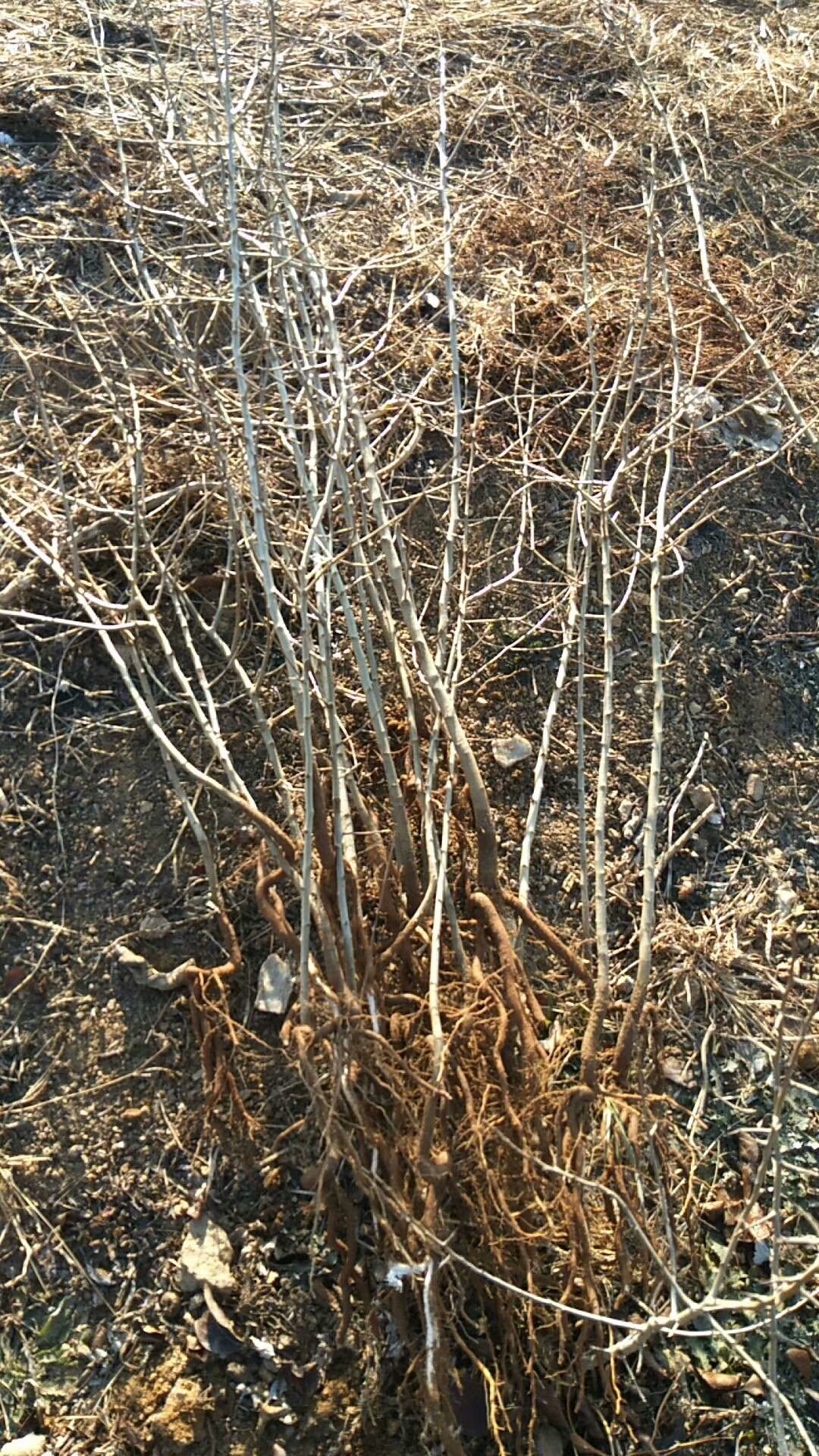 晚秋黄梨苗一年生梨苗大型基地梨苗一年长几公分市场走向