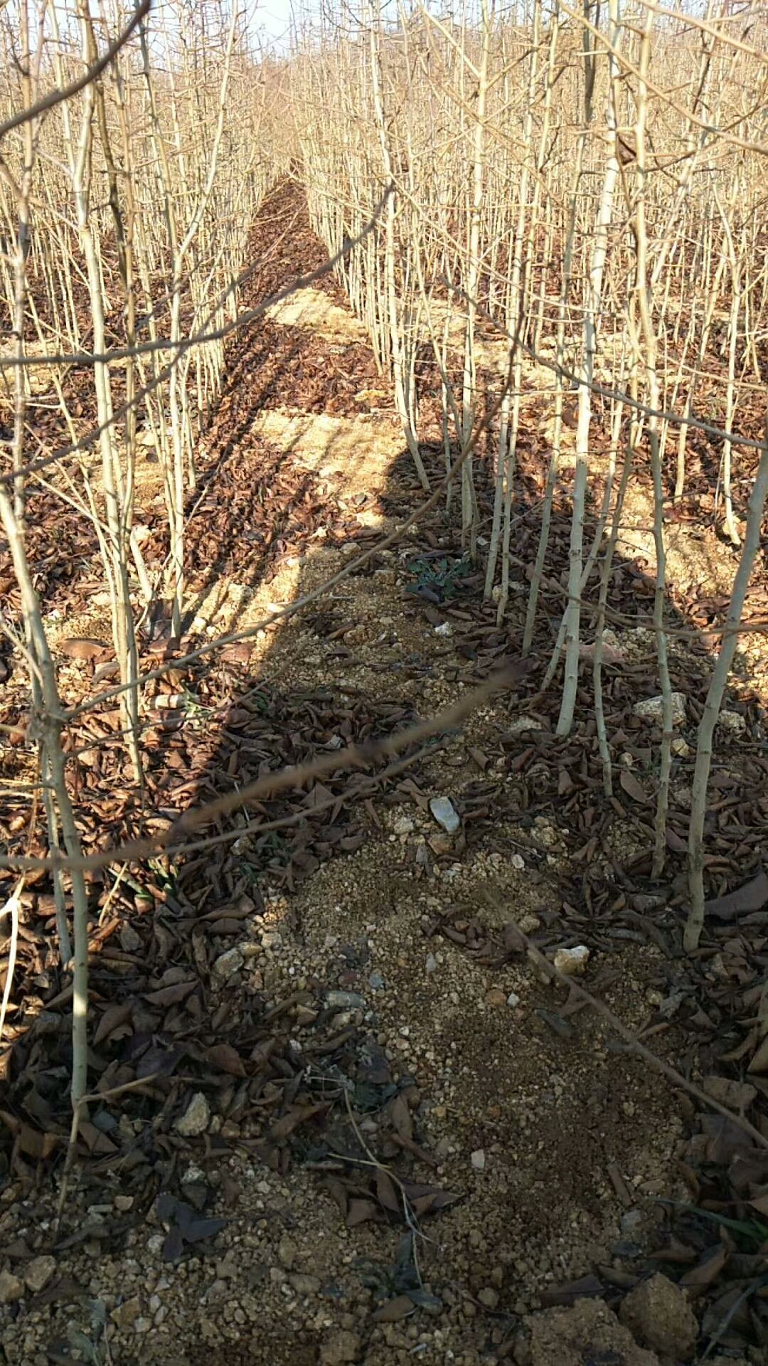 新高梨苗价格优惠梨苗早酥红梨苗越冬浇水