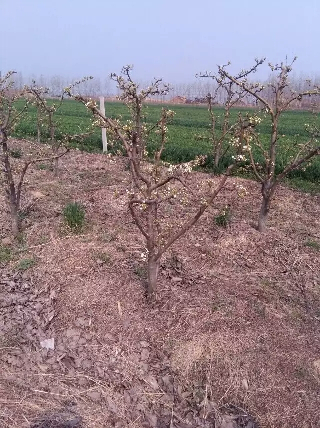 得荣县夏玉梨苗短枝型品种