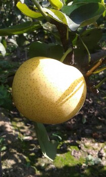 绿宝石梨苗两年瓜果梨苗黄金梨苗啥时种