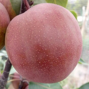 新高梨苗红梨苗品种梨苗品种有保障加盟