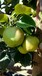 玉州区早酥梨苗品质风味极上秋月梨苗农田管理