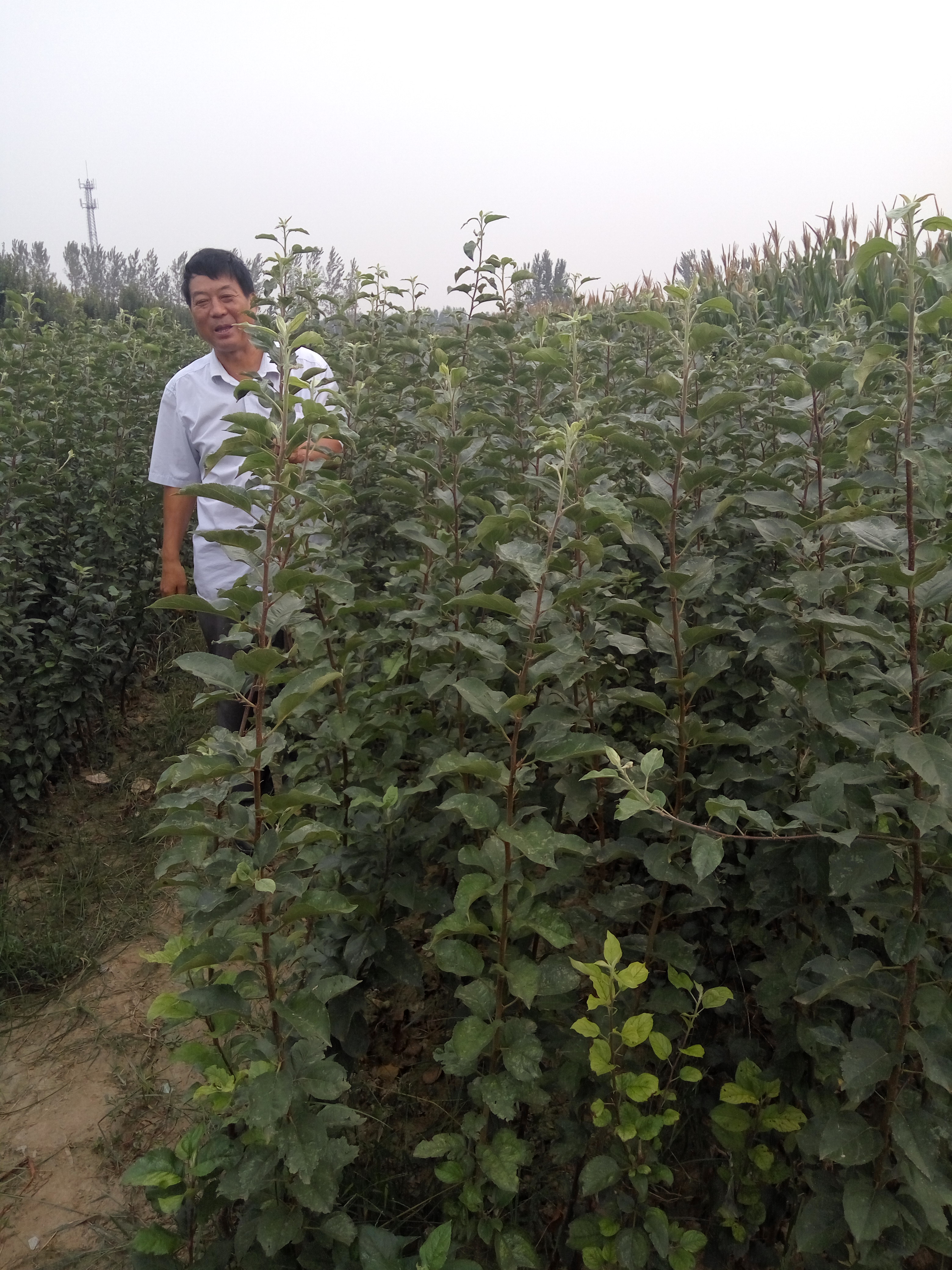 维纳斯苹果苗病虫害1苹果苗米径价格行情