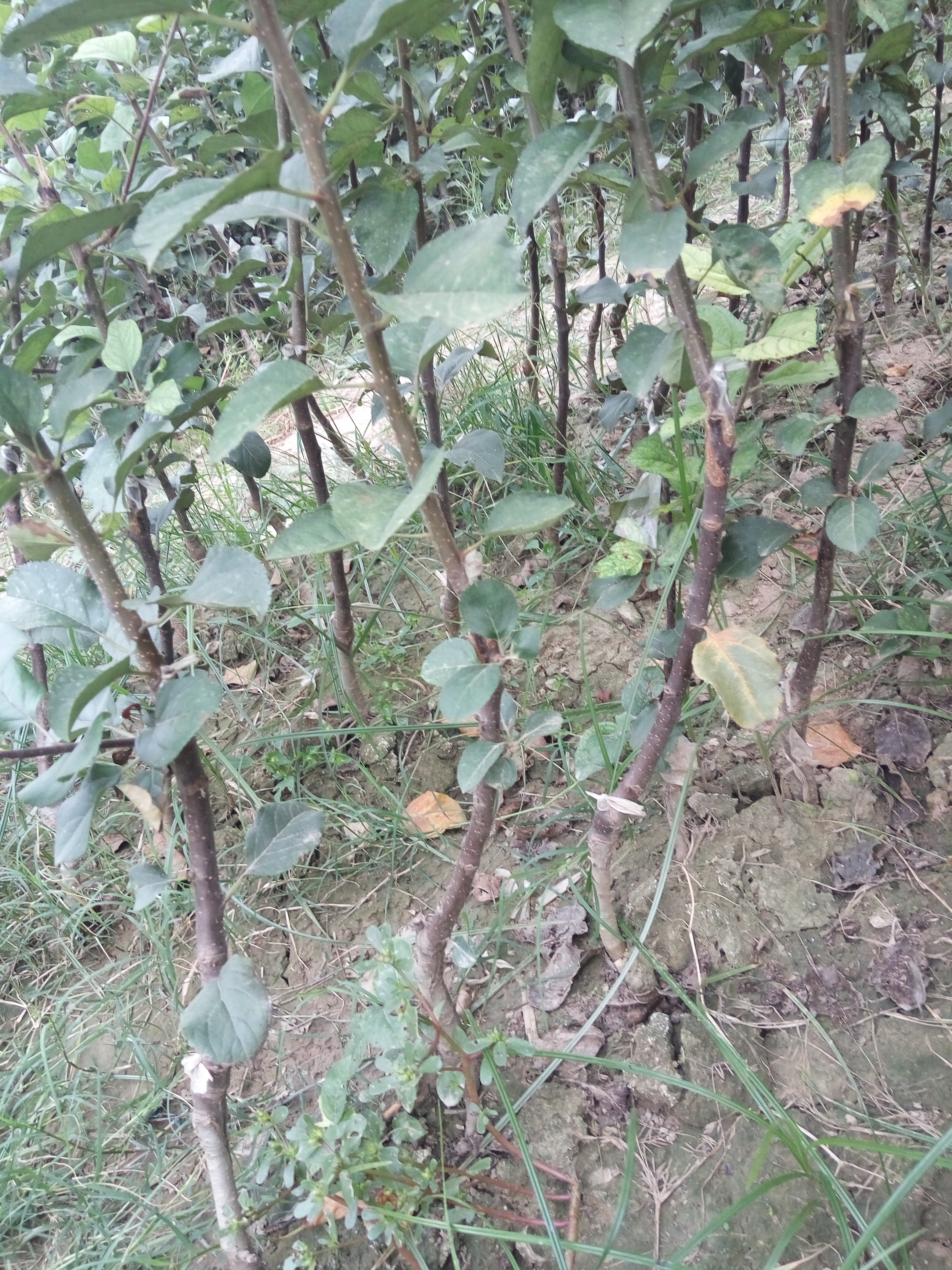 华阳苹果苗基地泰山早霞苹果苗门市价