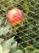 七月天仙苹果苗M26矮化苹果苗无病害苗木维纳斯黄金苹果苗价格,