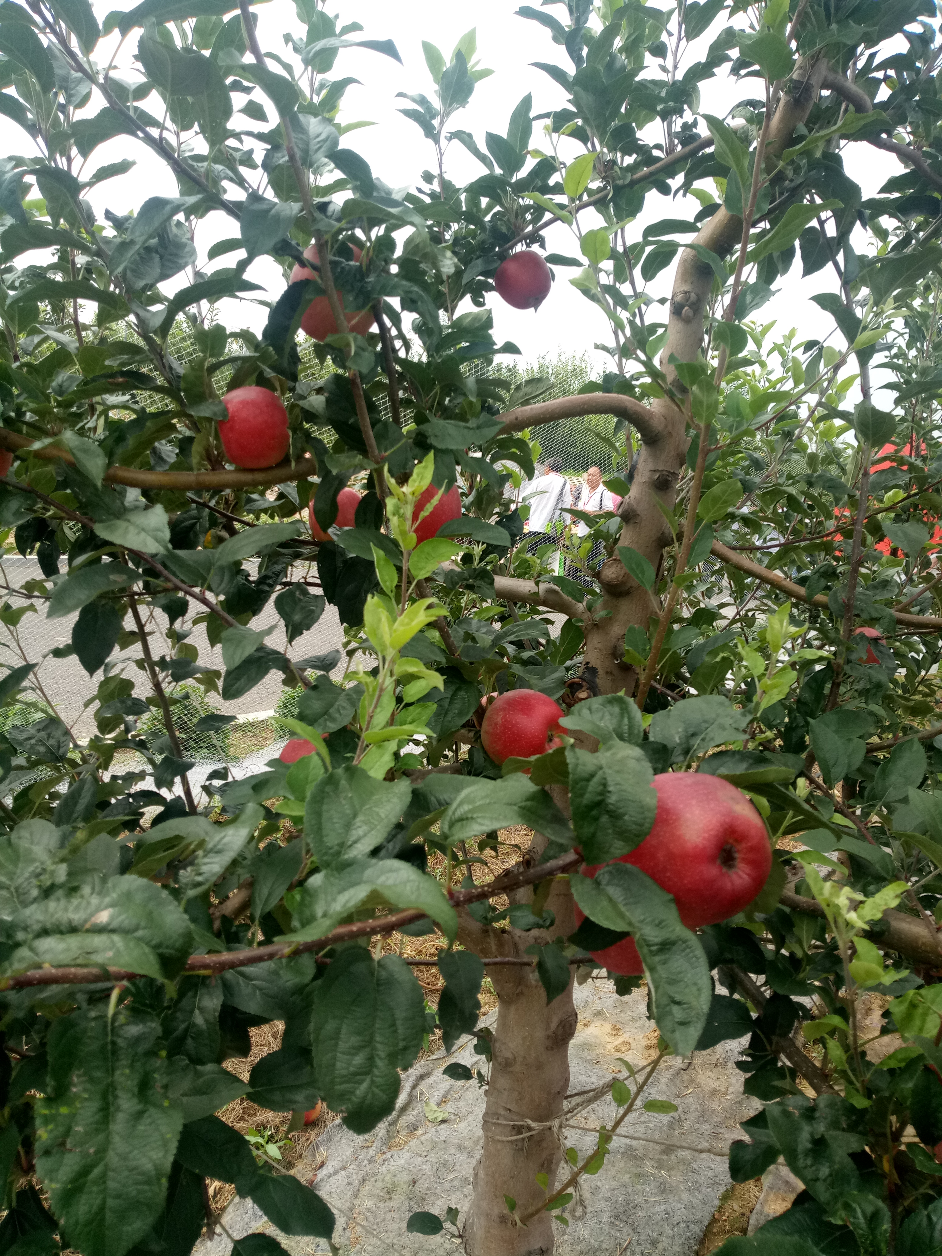 青香蕉苹果苗短枝苹果苗品种苹果苗