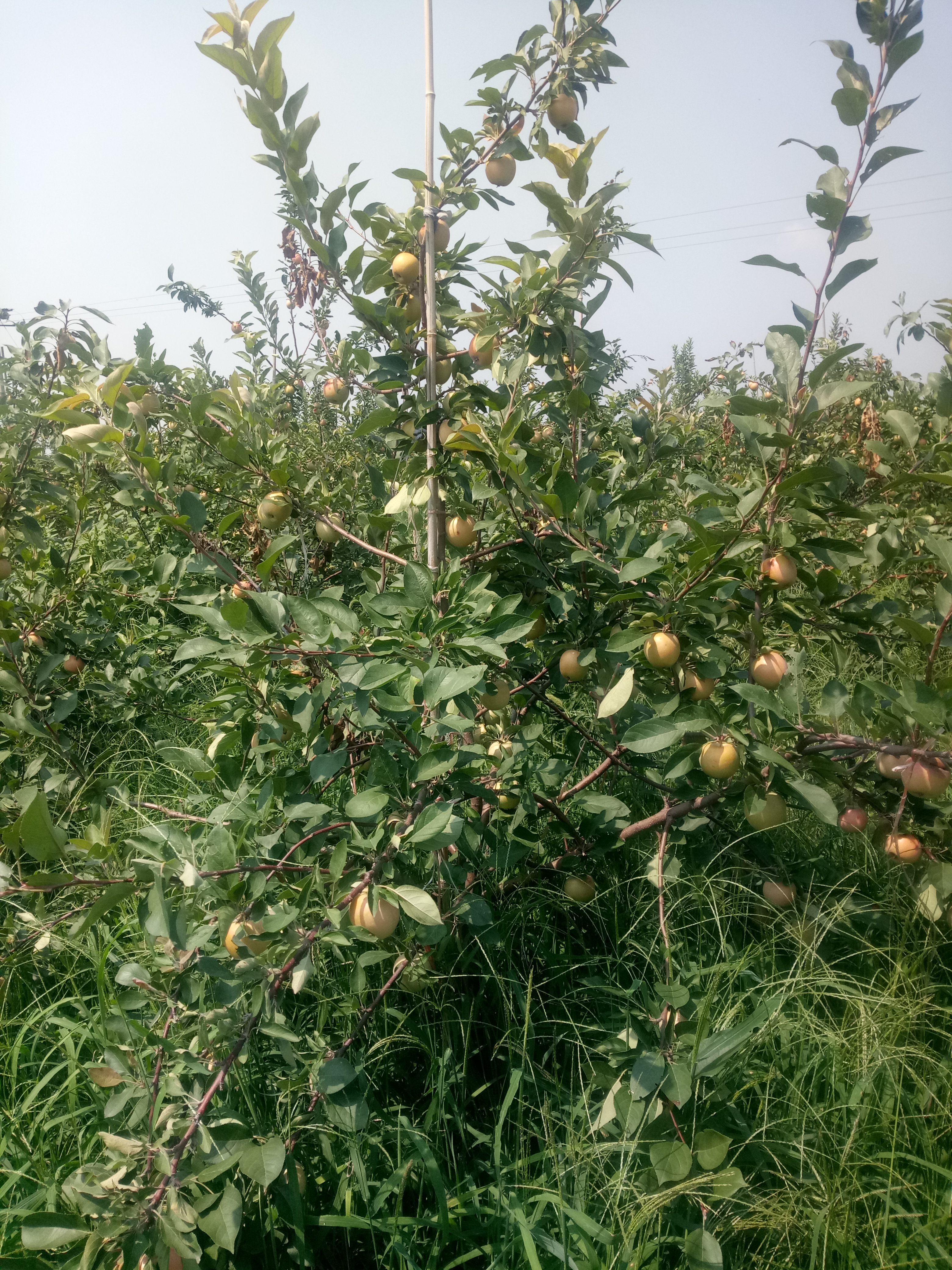 华硕苹果苗货源好美味苹果苗哪家好