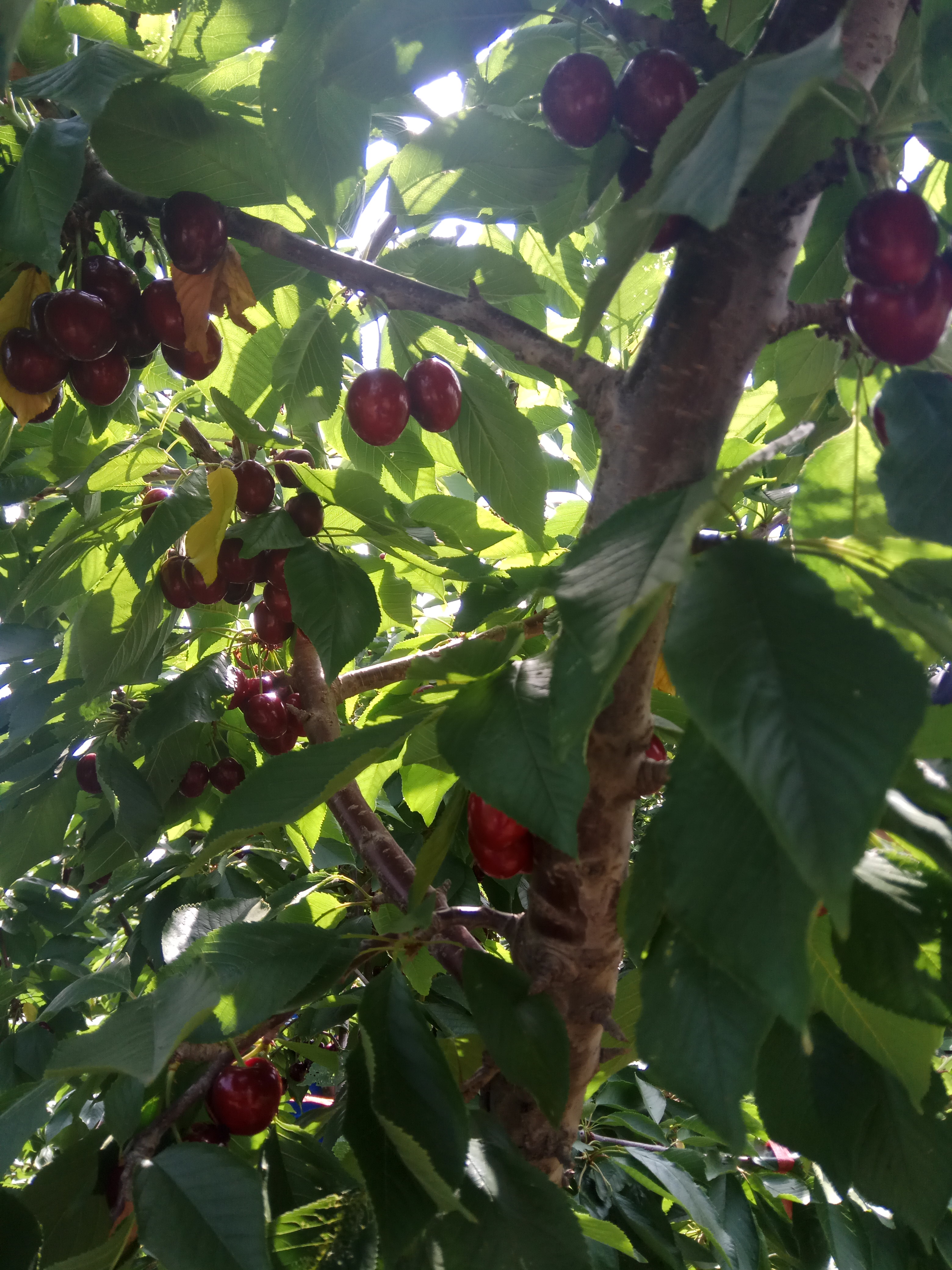 早熟富士王苹果苗自根占苹果苗当年结果、维纳斯苹果苗供应商, 