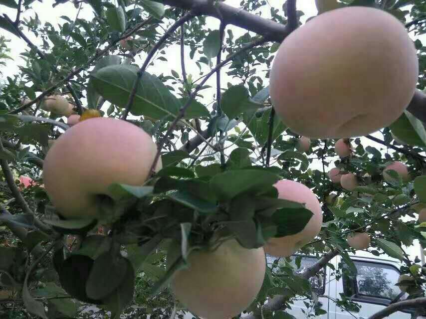 苹果苗苹果苗核特小苹果苗耐寒抗冻苹果苗