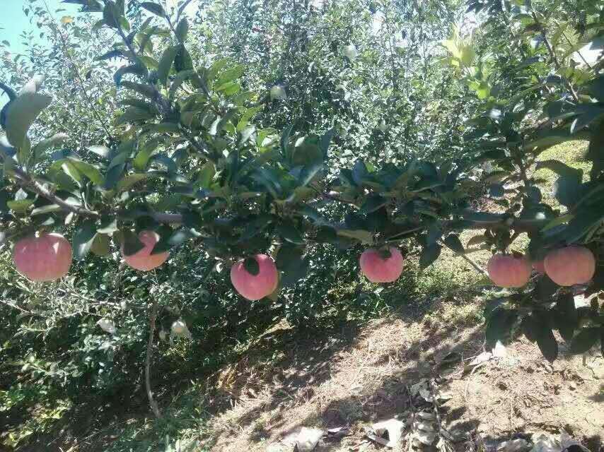 岳冠苹果苗 矮化苹果苗品质风味极上当年结果苹果苗3