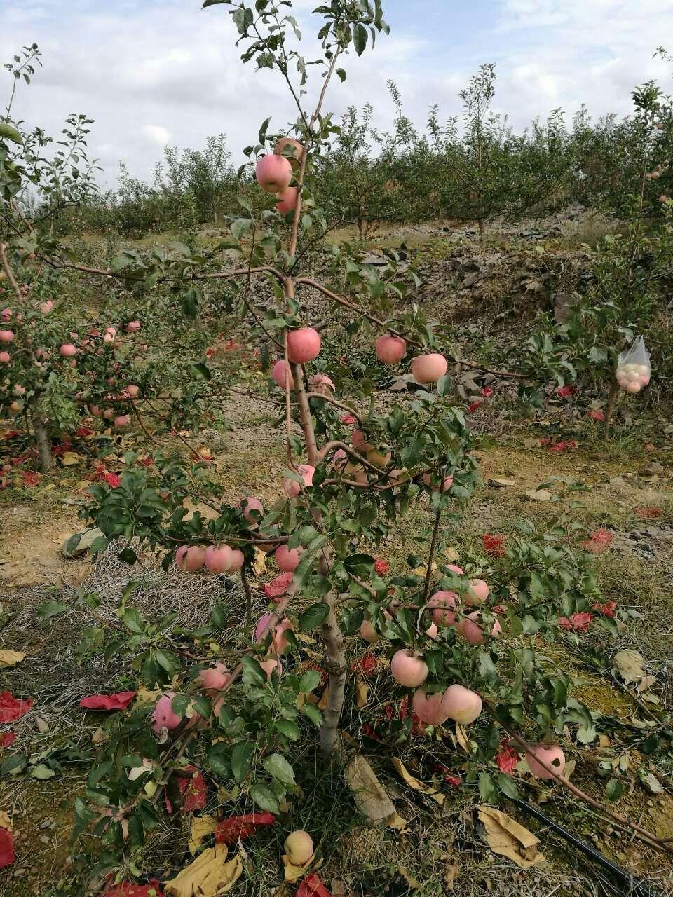 萌苹果苗M26矮化苹果苗高纺锤型美国8号苹果苗