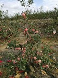 王林苹果苗栽得好活苹果苗价格,哪里买图片4