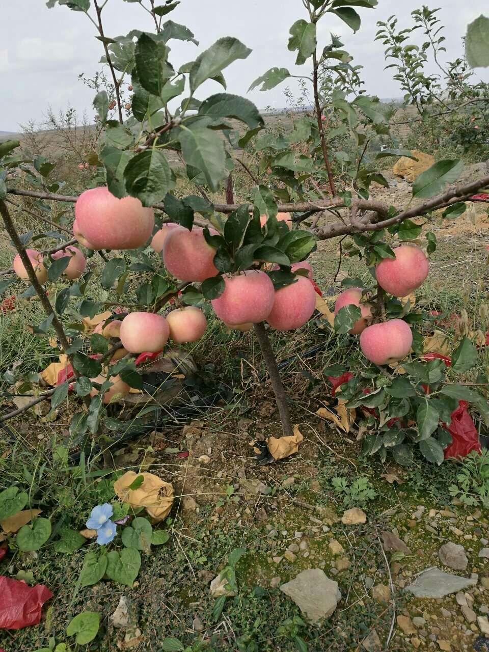 秦阳苹果苗M9T337苹果苗浓郁玫瑰香味苹果苗