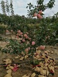 七月天仙苹果苗苹果苗原种树苗苹果苗辽伏苹果苗图片1