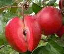 矮化苹果树价格苹果苗长势旺苹果苗红国光苹果苗图片