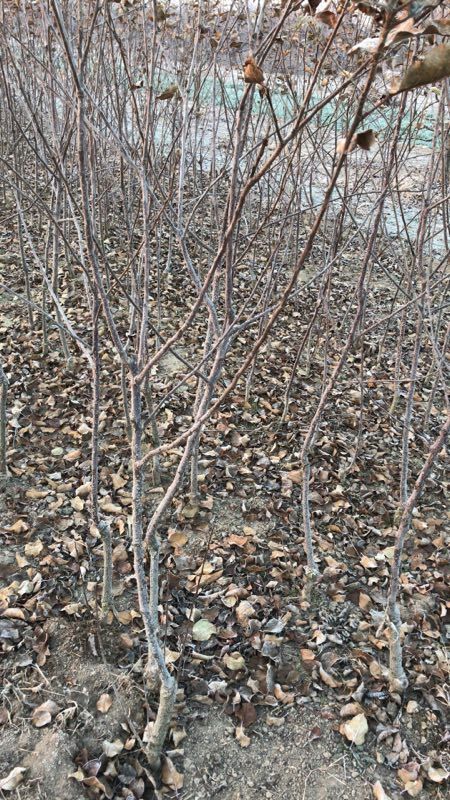 大红草苹果苗苹果苗个大苹果苗维纳斯苹果苗基地