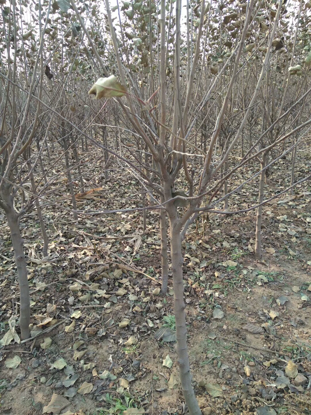 七月天仙苹果苗苹果苗原种树苗苹果苗辽伏苹果苗