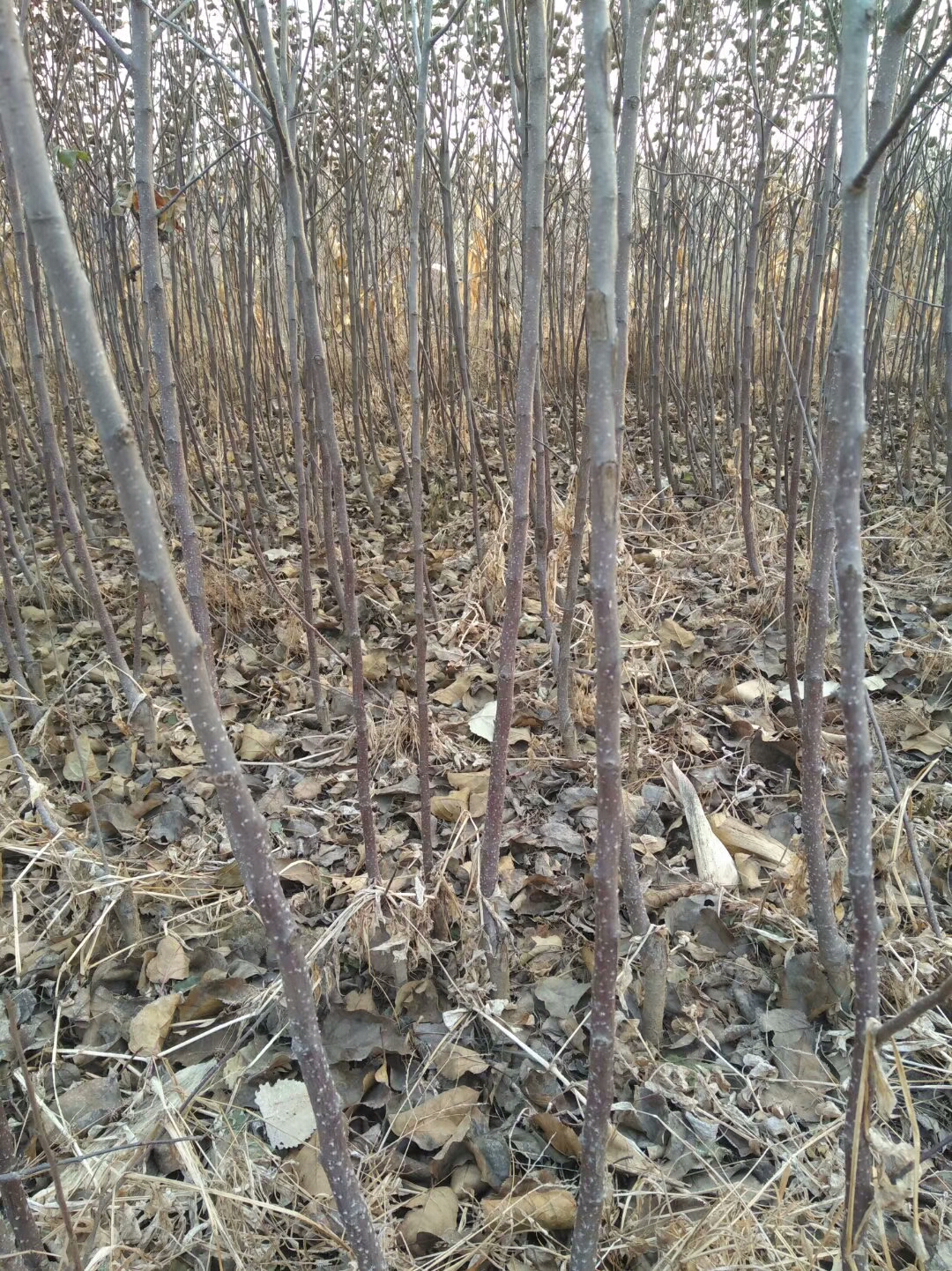 日喀则市东京樱花雏菊樱樱花苗基地