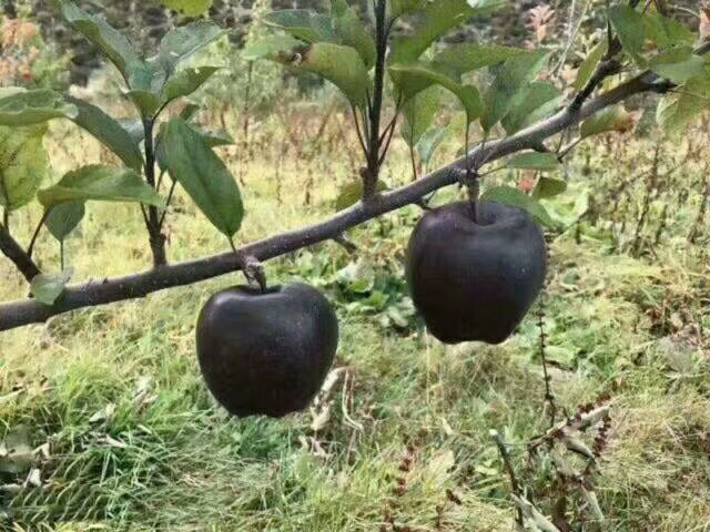 寒富苹果苗苹果苗放心采购苹果苗宁秋苹果苗