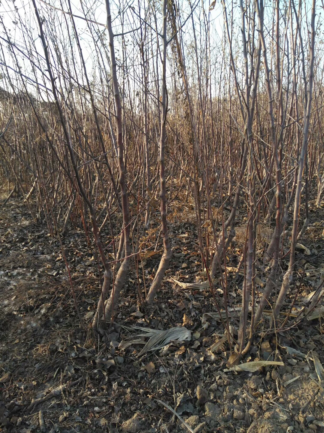 华阳苹果苗基地泰山早霞苹果苗门市价