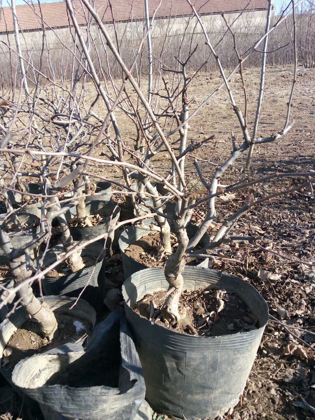 鲁丽苹果苗当年结果泓前富士苹果苗批发商