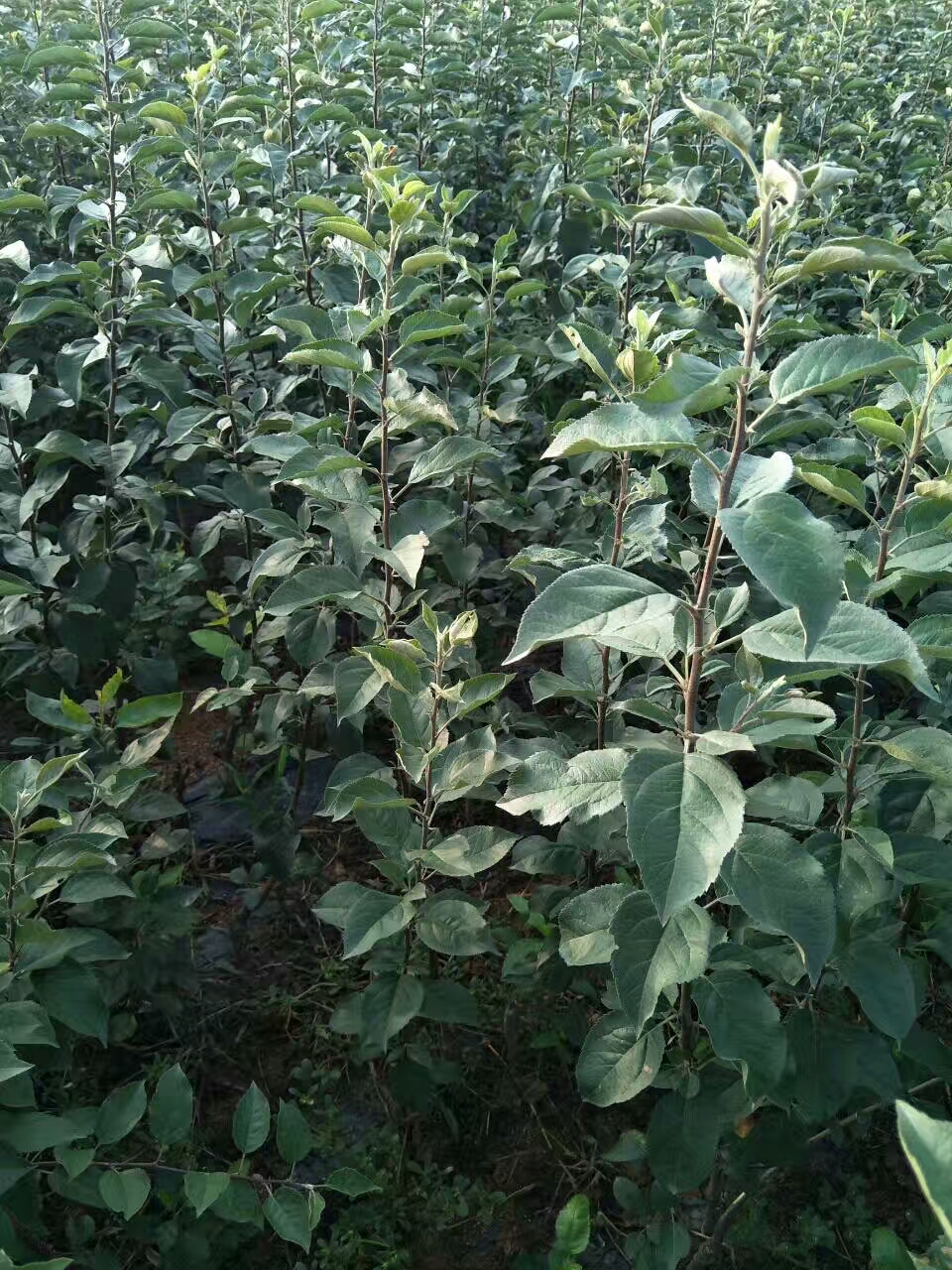 岳艳苹果苗苹果苗品种苹果苗金矮生苹果苗