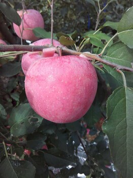短枝华冠苹果苗矮化苹果苗矮化丰产嫁接苹果苗