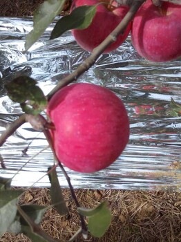 洛川苹果苗矮化中间占苹果苗嫁接占木辽伏苹果苗